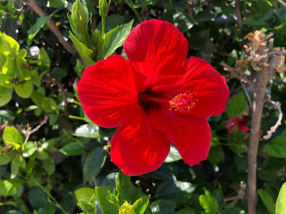 Red Hibiscus Stegna Guest House Archangelos  Ngoại thất bức ảnh