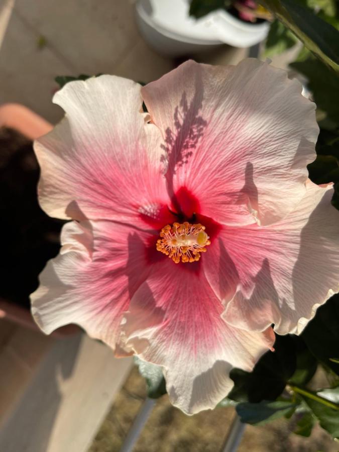 Red Hibiscus Stegna Guest House Archangelos  Ngoại thất bức ảnh