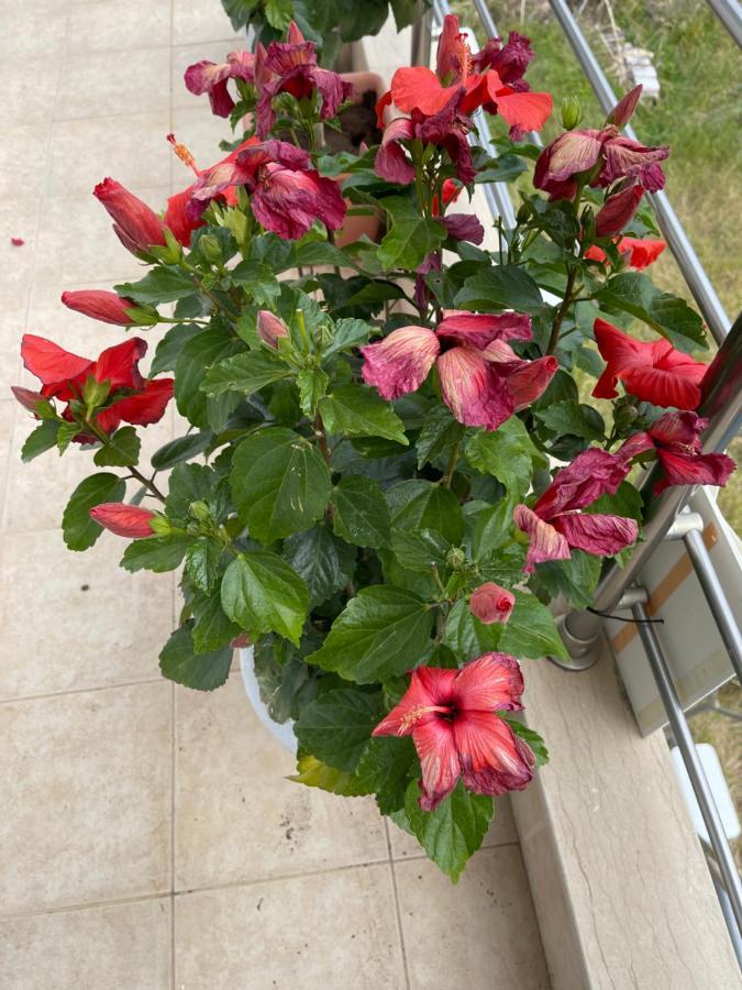 Red Hibiscus Stegna Guest House Archangelos  Ngoại thất bức ảnh