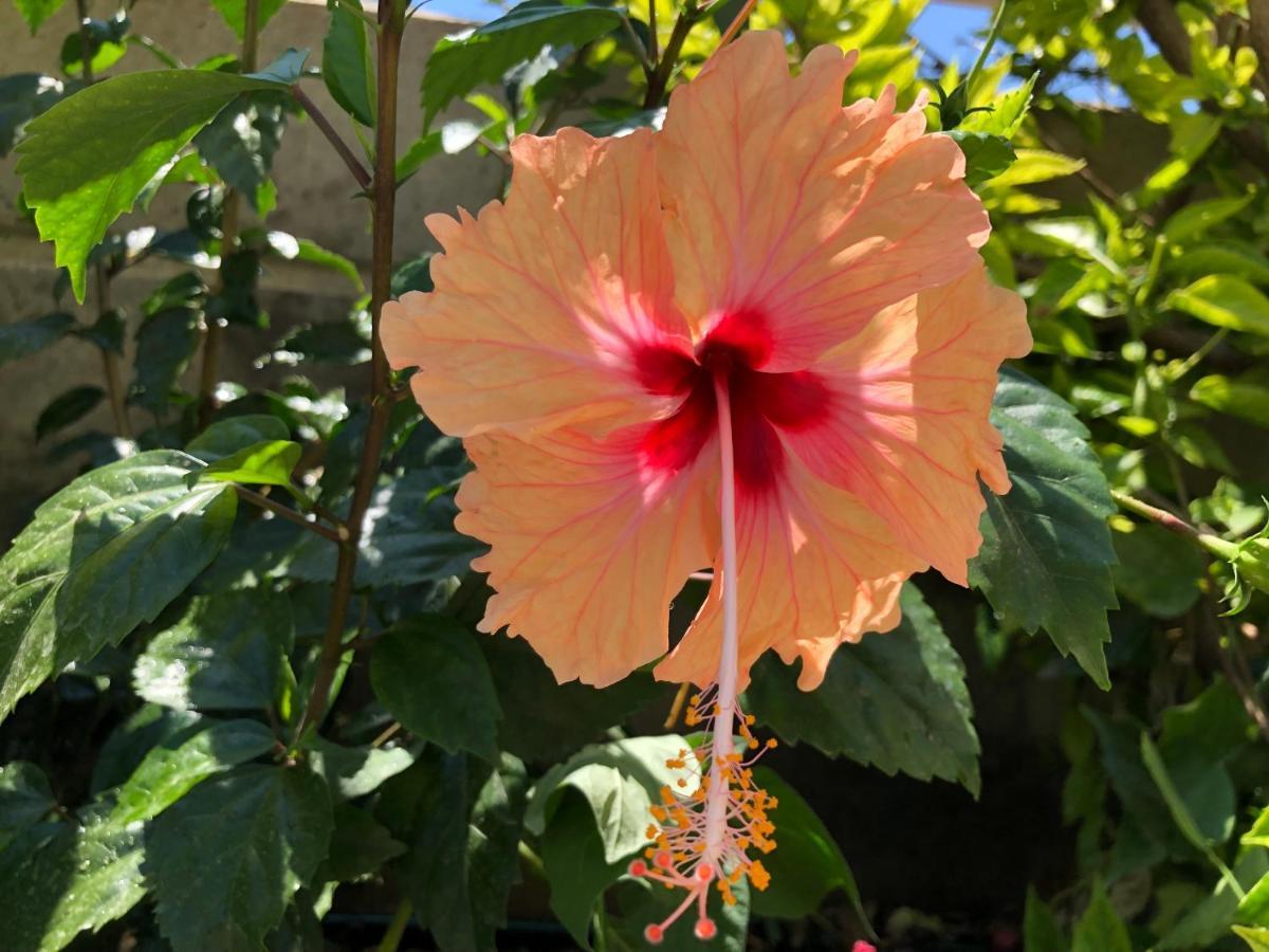 Red Hibiscus Stegna Guest House Archangelos  Ngoại thất bức ảnh