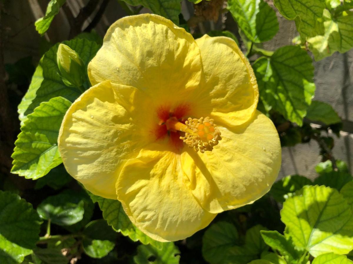 Red Hibiscus Stegna Guest House Archangelos  Ngoại thất bức ảnh