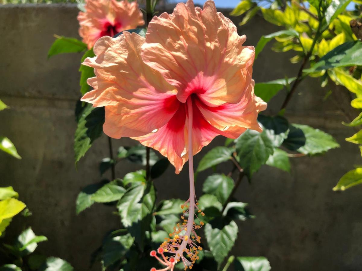 Red Hibiscus Stegna Guest House Archangelos  Ngoại thất bức ảnh